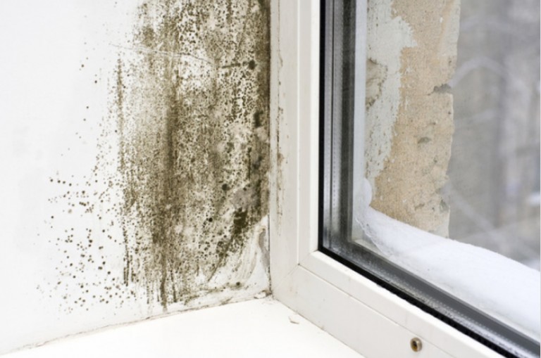 Is the damp in my rental property safe?